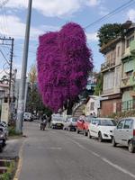 The Twisted Love Story of a Creeper and a Tree
